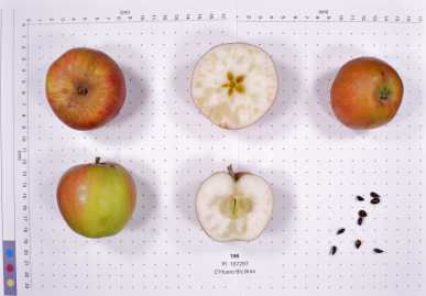 Click for 2 image(s) for this accession. FRUIT